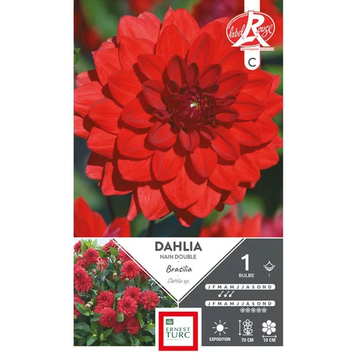 Dahlia nain double Brasilia rouge vif Ernest Turc - 1 bulbe
