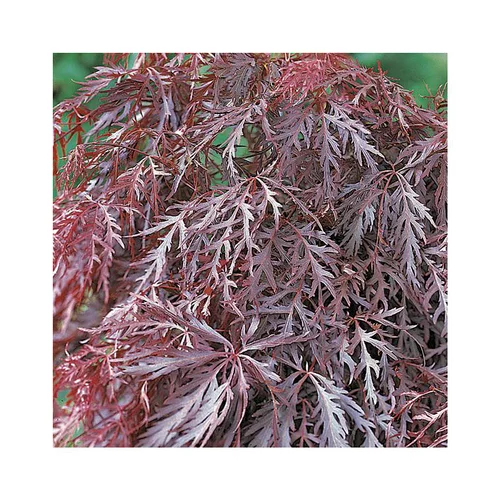Erable du Japon (ACER PALMATUM CRIMSON QUEEN ) Le pot de 80 litres