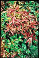 Leucothoe Scarletta. Le pot de 5 litres