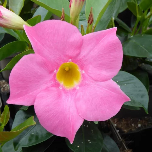 Dipladénia ou Mandevilla à fleurs multicolores - Le pot de 4 litres