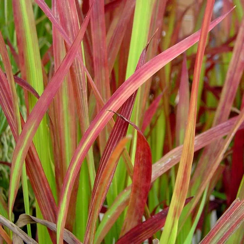 Imperata Red Baron - Le pot de 2 litres