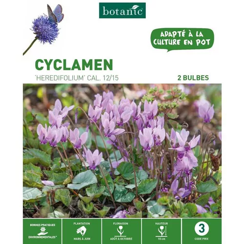 Cyclamen Hederifolium rose botanic® - 2 bulbes