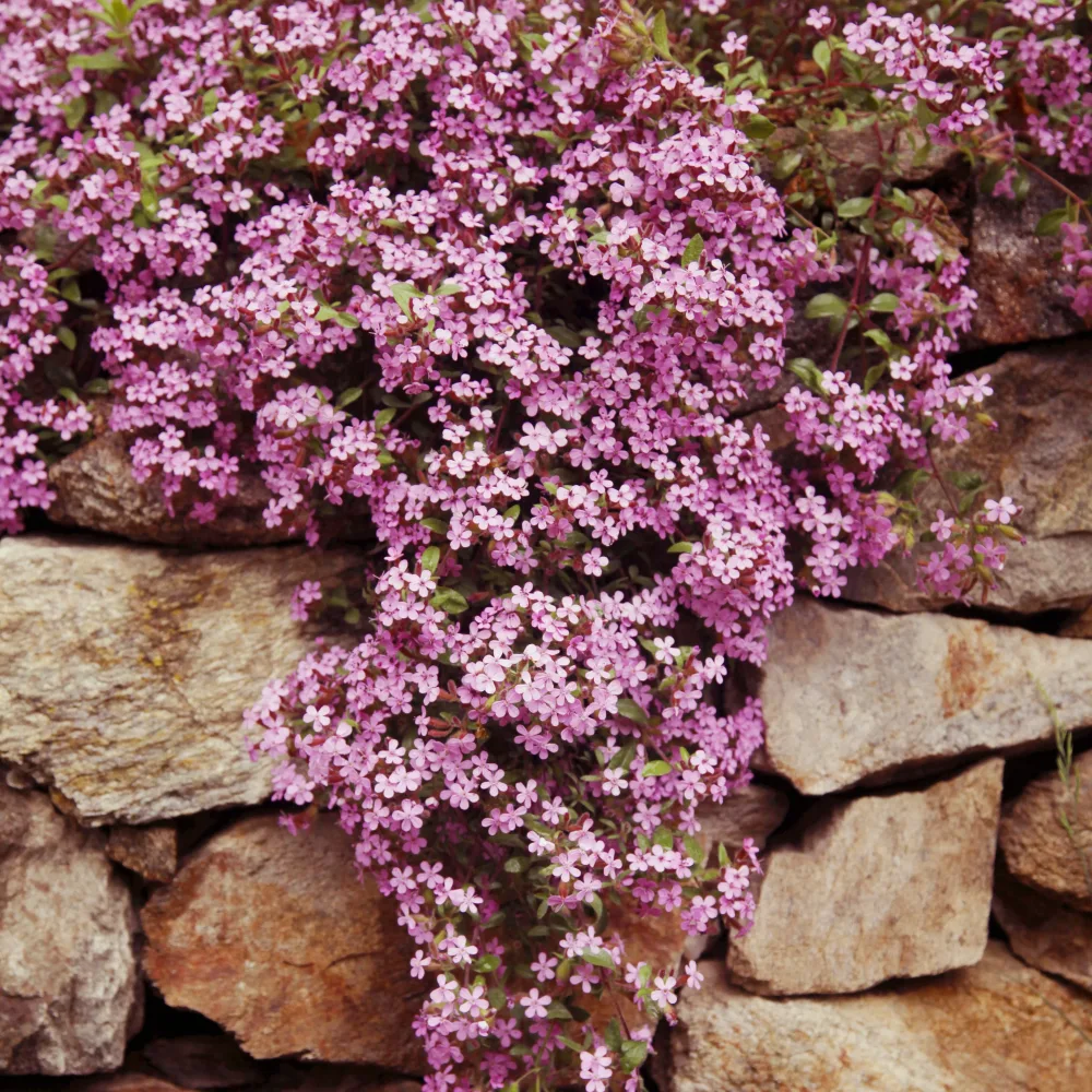 5 Saponaires ocymoides Saponaria ocymoïdes