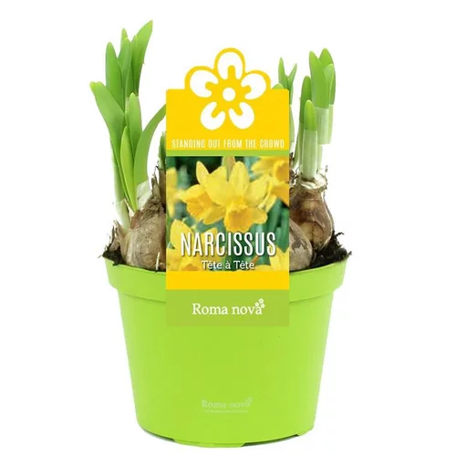 Narcisse tête à tête - Le pot de 1 litre