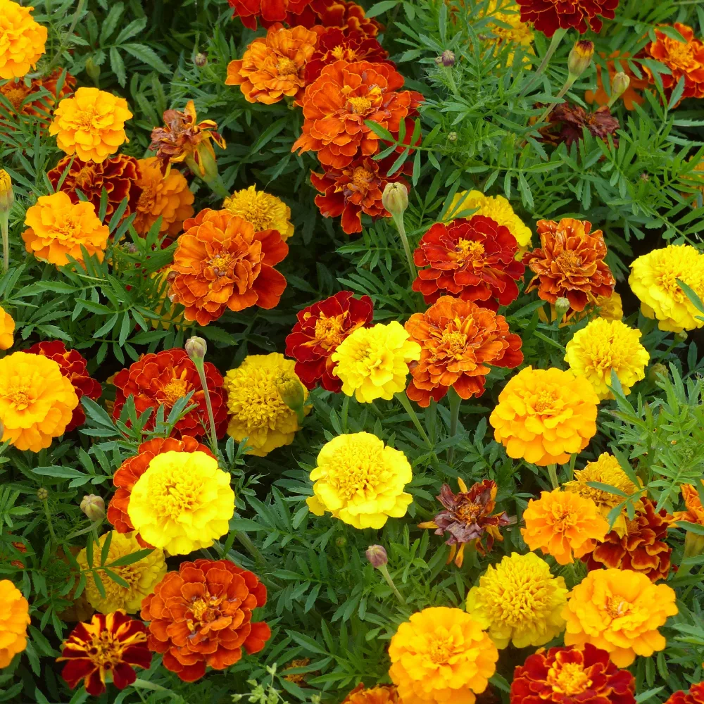 Oeillets d'Inde nains Tagetes patula