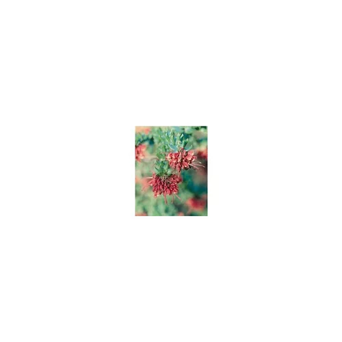 Grevillea mount tamboritha - Le pot de 2,5 litres