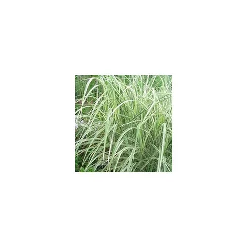 Miscanthus Sinensis Morning Light - Le pot de 7 litres