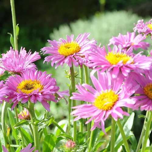 Aster Des Alpes Varie. Le pot de 2 litres