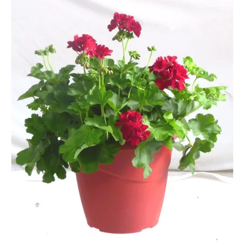 Géranium zonale. Le pot déco de 10 litres