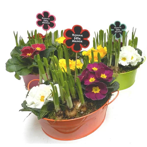 Composition narcisses + primevères - La coupe