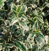 Euonymus Japonicus Microphyllus panaché. Le pot de 1 litre