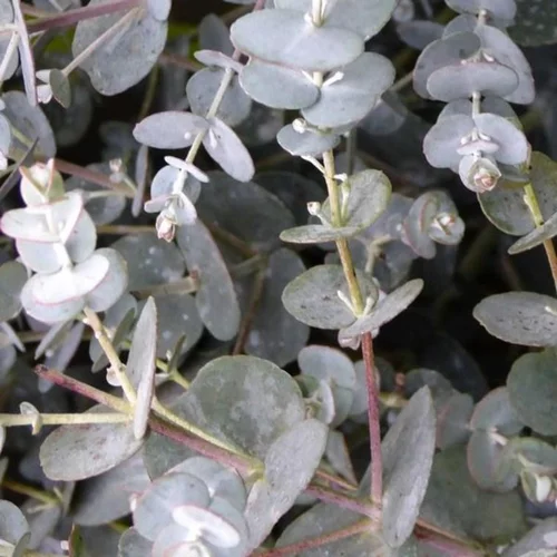 Eucalyptus Gunnii ou Gommier bleu 150/200 cm en pot de 15 L