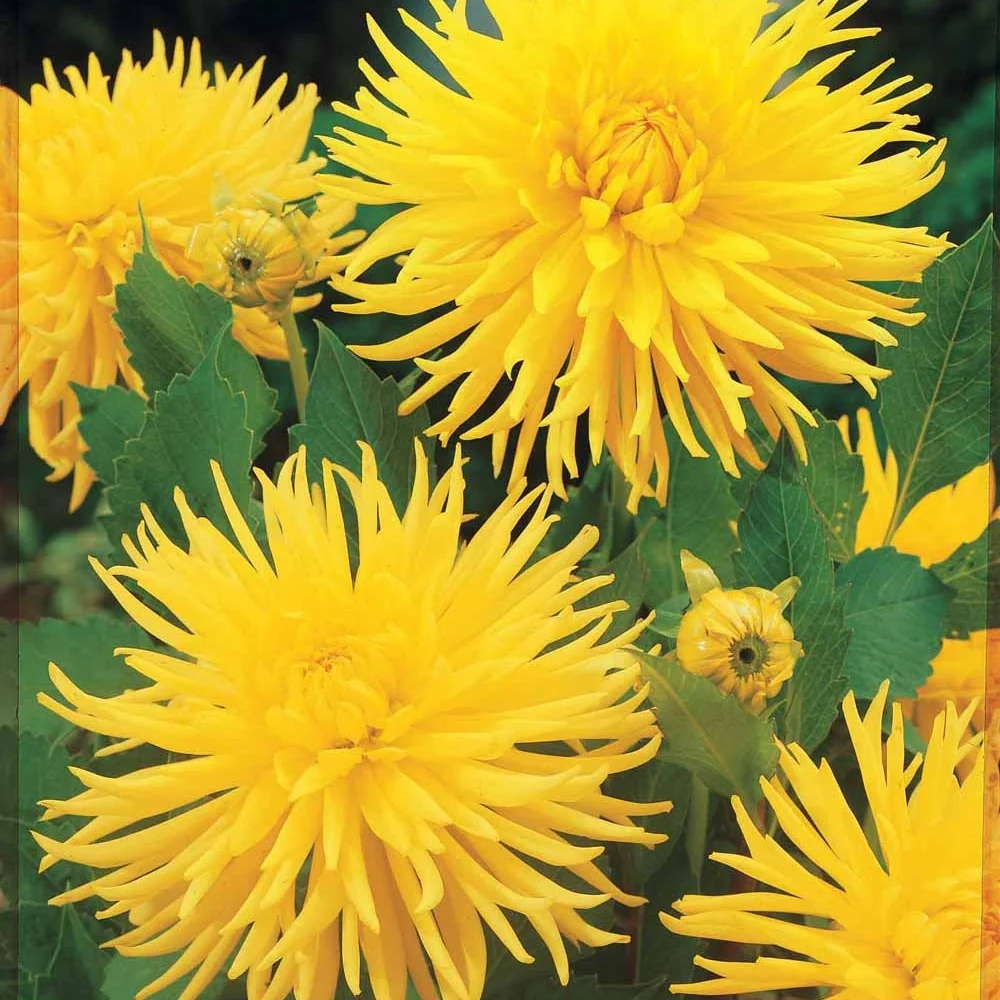 3 Dahlias cactus nain Yellow Happiness Dahlia yellow happiness
