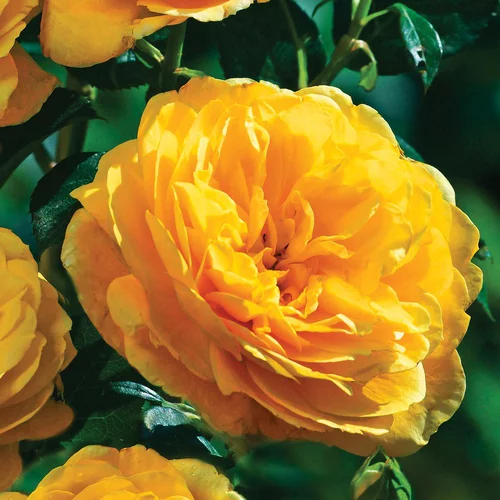 Rosier Mélissandre ®. Le pot de 3 litres