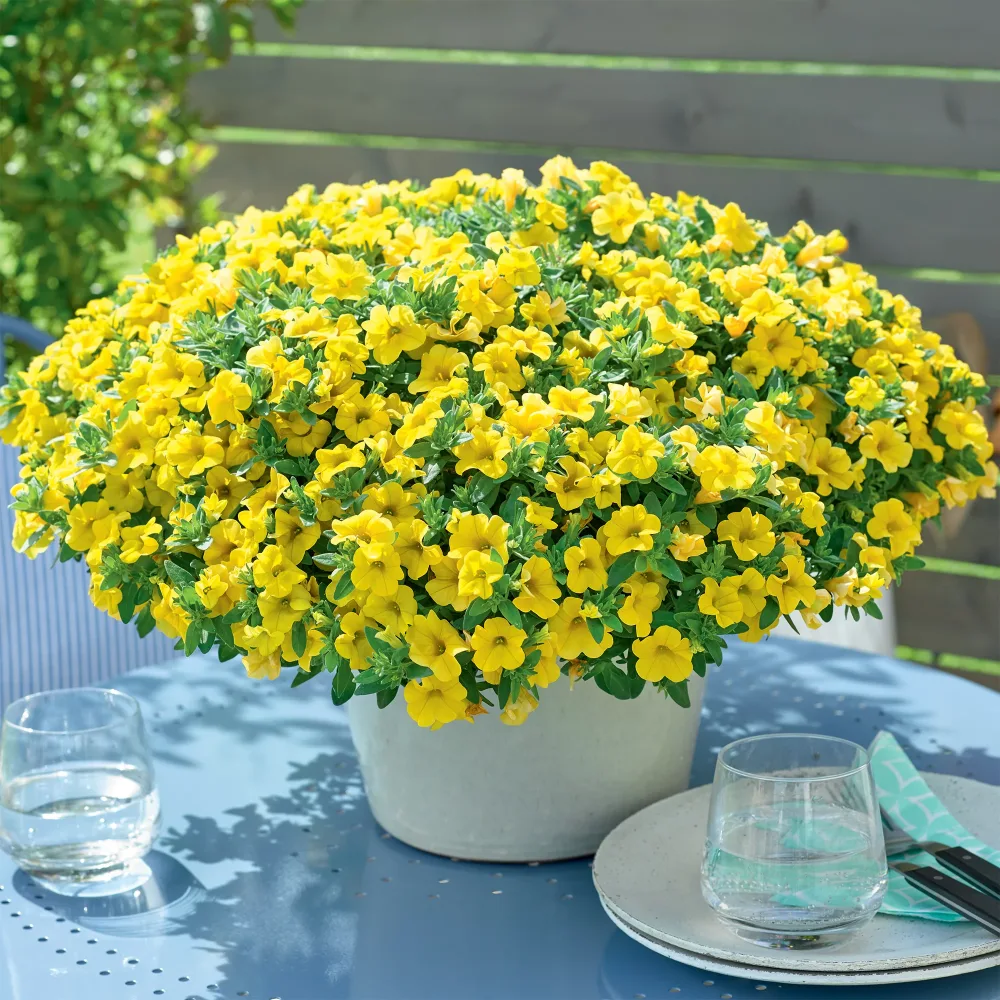 Mini-pétunia jaunes Calibrachoa hybride yellow