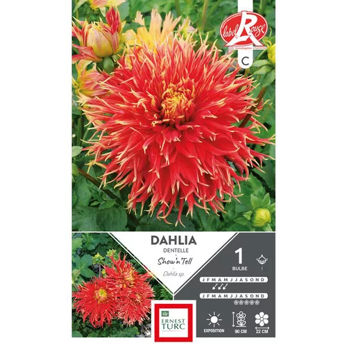 Dahlia cactus dentelle Show h' Tell rouge / jaune Ernest Turc - 1 bulbe