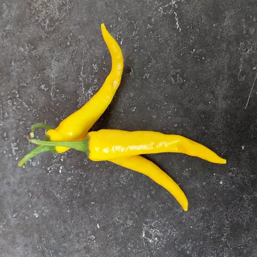 Piment jaune de Cayenne | Semences bio et reproductibles