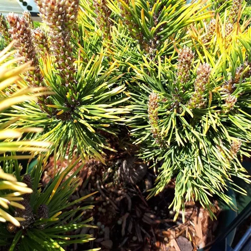 Pin de montagne (Pinus Mugo) Wintergold 25/30. Le pot de 8 litres