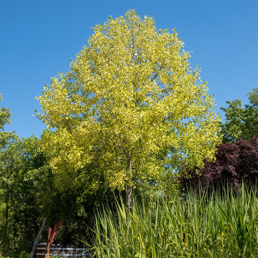 Tulipier de Virginie panaché Liriodendron tulipifera Aureomarginata