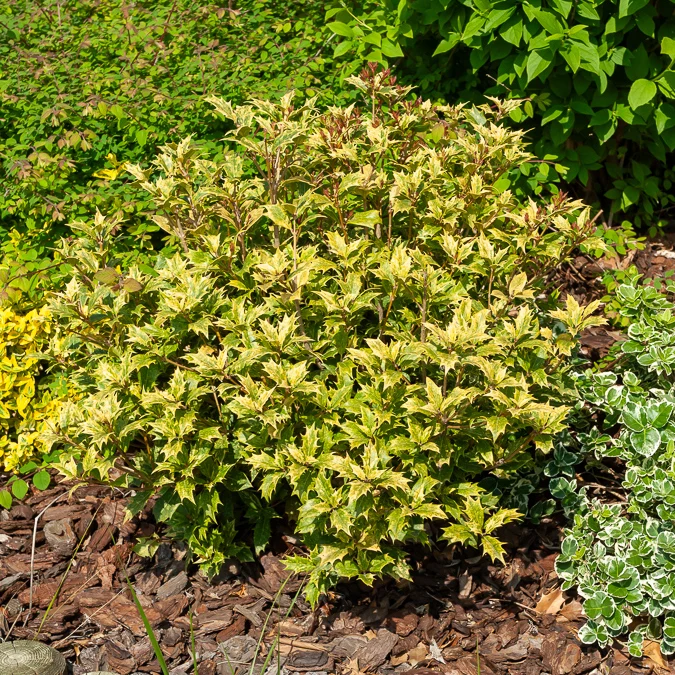 Osmanthe panaché Goshiki Osmanthus heterophyllus Goshiki