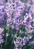 Lavande Dutch Lavander 20/40. Le pot de 3 litres