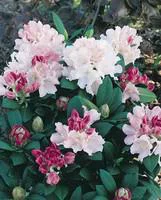 Rhododendron Hybride Varié 120/150. Le pot de 80 litres