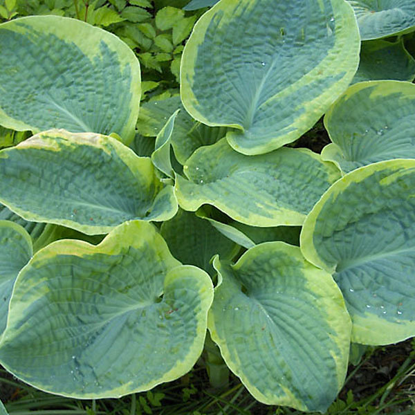 6 x Hosta sieboldiana – Hosta sieboldiana 'Frances Williams', godet 9cm x 9cm