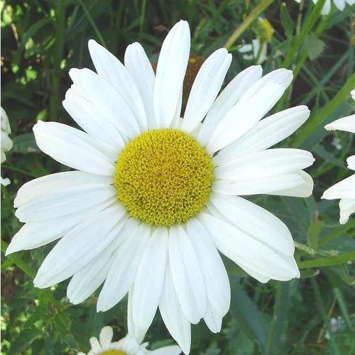 Leucanthème (ou Grande Marguerite) blanc - Le pot de 2 litres