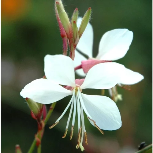 Gaura Lindheimeri - Le pot de 6 litres