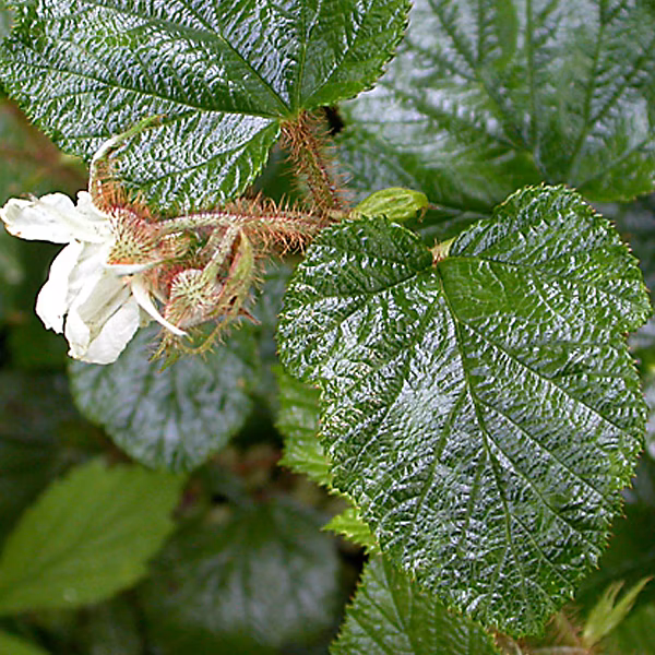 6 x Ronce rampante tricolor – Rubus tricolor | godet 9cm x 9cm