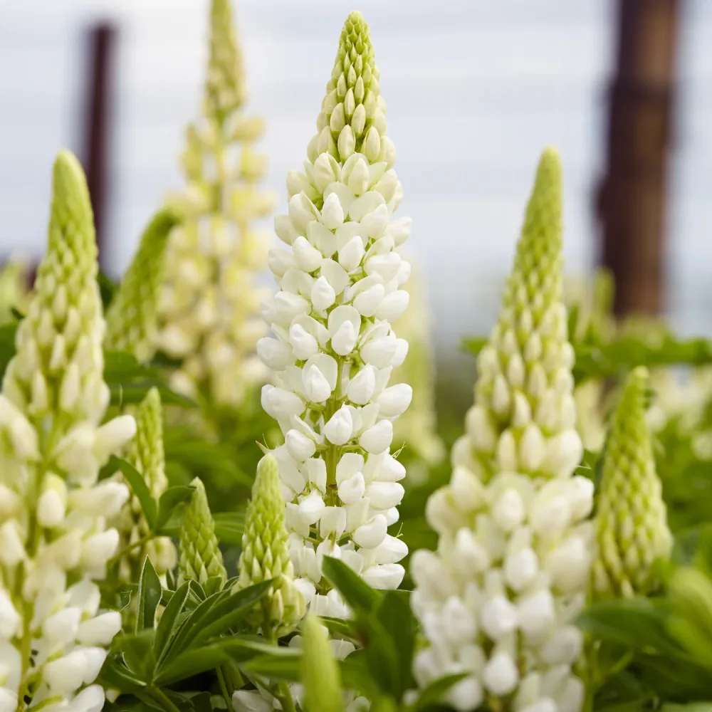 Lupin Gallery White Lupinus Gallery White