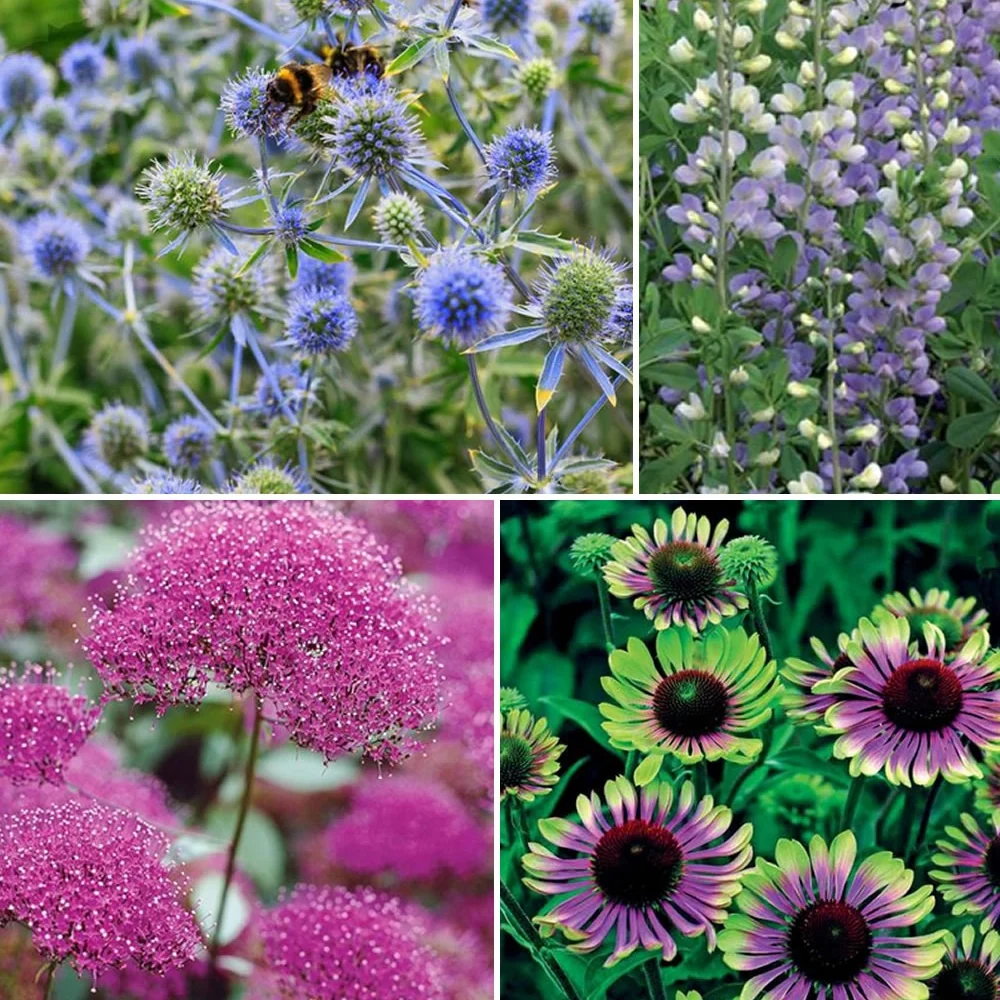 Collection de 10 plantes vivaces contemporaines et méllifères Echinacea greentwister , eryngium planum, baptisia, trachelium caeru