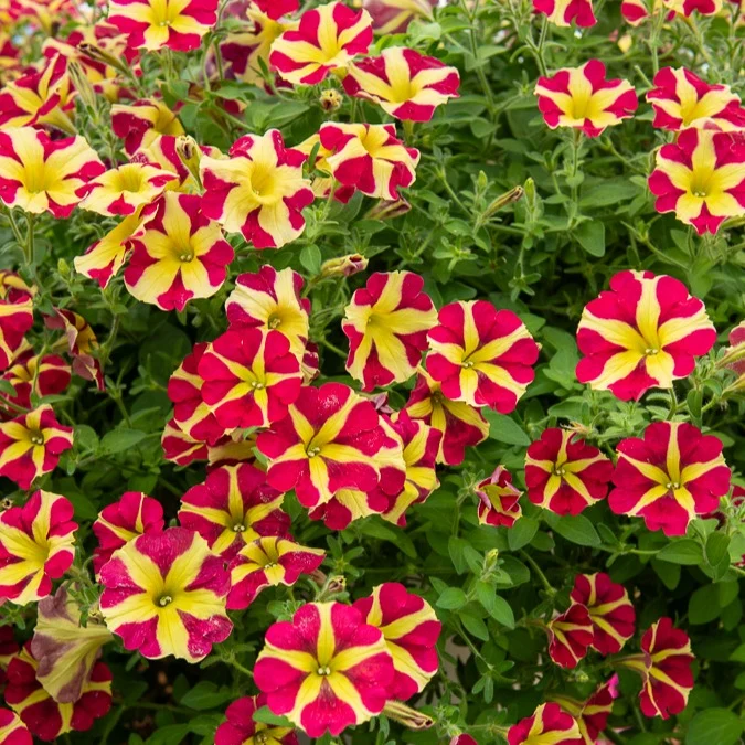 3 Pétunias Amore Reine des cœurs Petunia amore queen of hearts