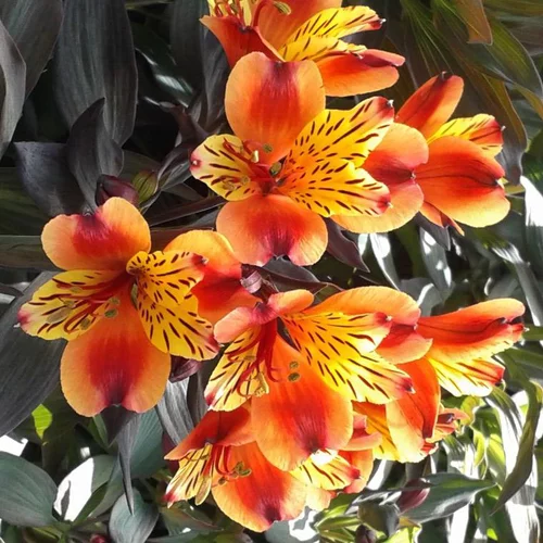 Alstroemeria - La coupe de 25 cm
