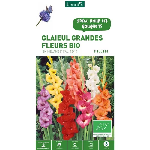 Glaïeul à grandes fleurs mélange bio botanic® - 5 bulbes