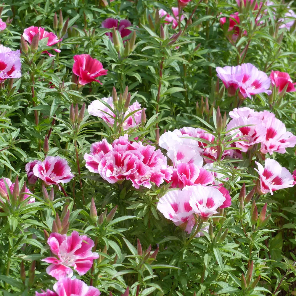 Godetias à fleurs d'azalée en mélange - Clarkia Godetias
