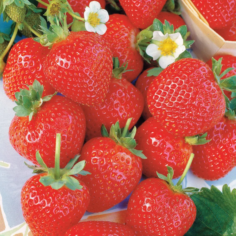 20 Fraisiers remontants La Savoureuse de Willemse ® Fragaria la savoureuse de willemse ®