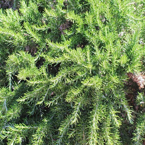Romarin Rampant Bio. Le pot de 1 litre