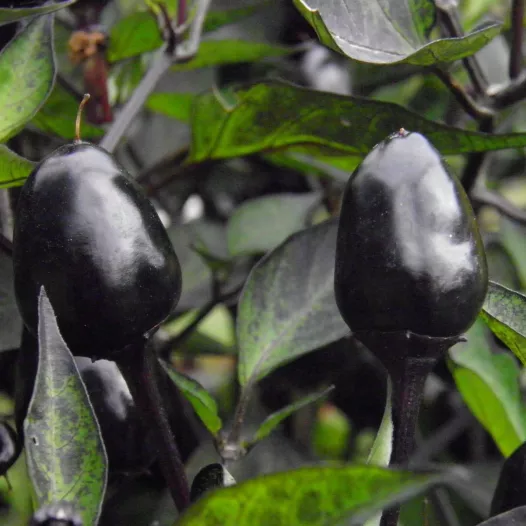 Graines bio de Piment Purple