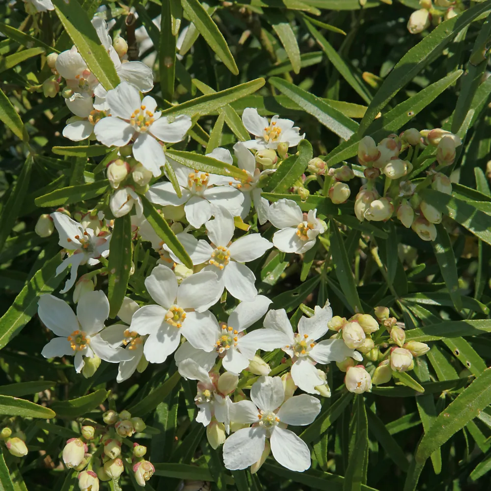Oranger du Mexique White Dazzler ® Choisya ternata White Dazzler ®