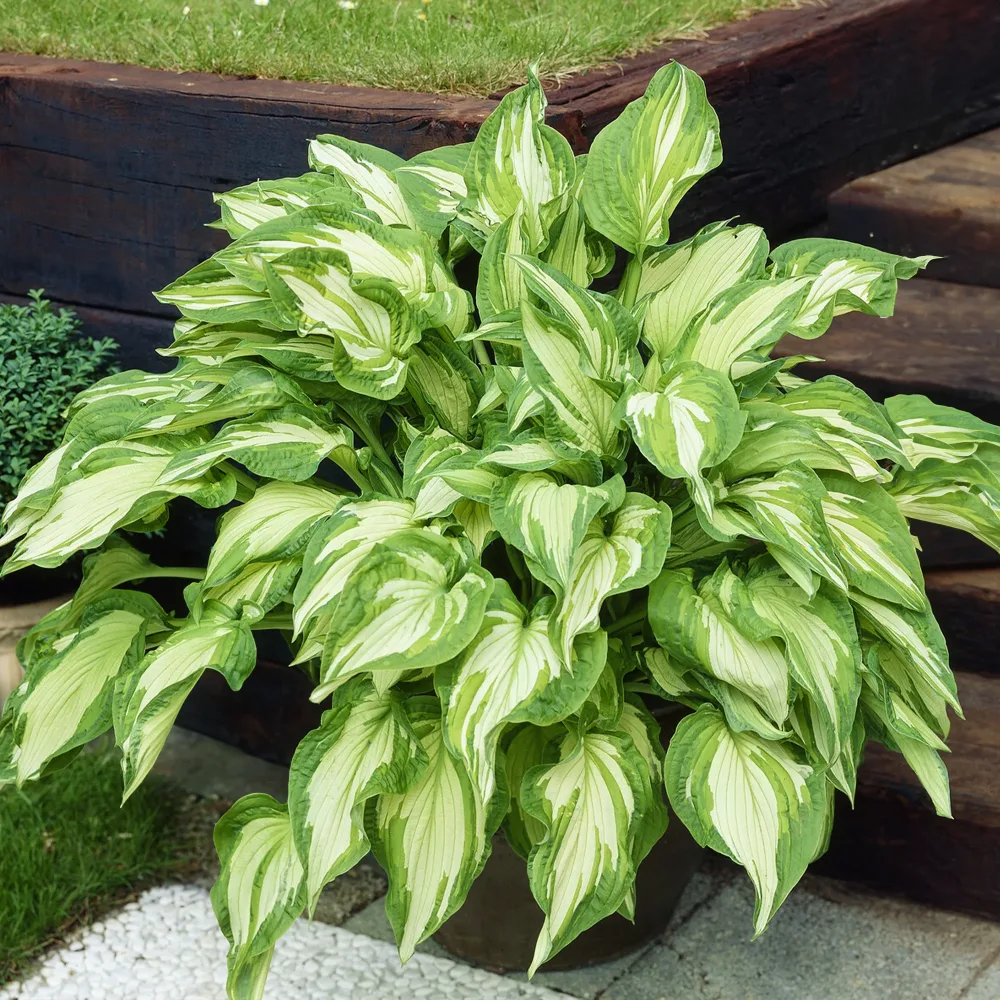 Hosta Albopicta Hosta fortunei albopicta