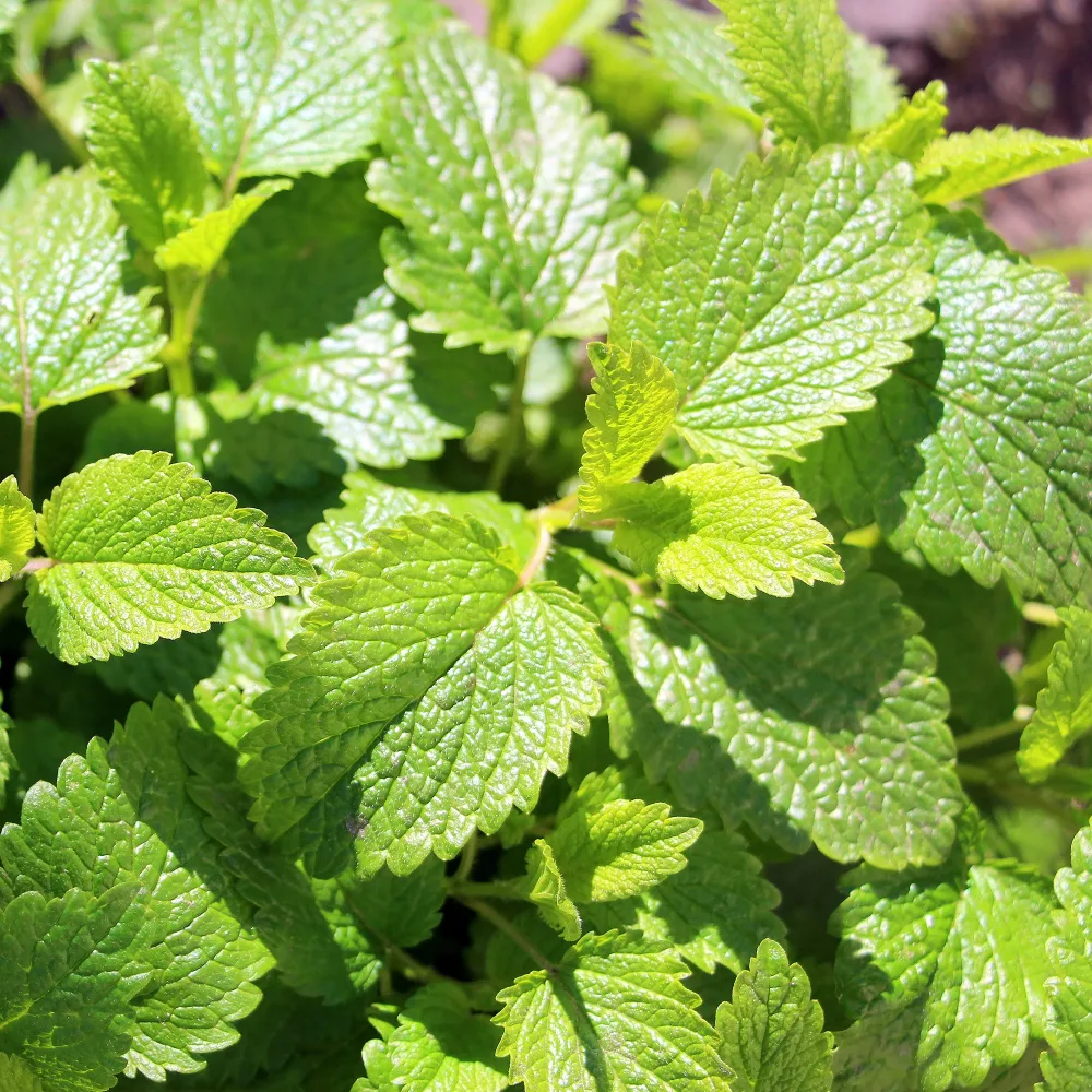 Mélisse citronnelle Citrina Bio Melissa officinalis citrina