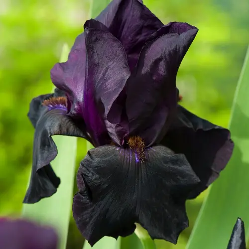 Iris des jardins Old Black Magic - Le pot de 2 litres