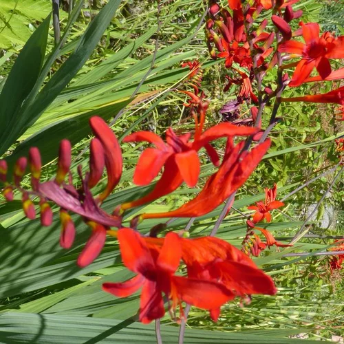 Montbretia emberglow rouge en pot de 2 L