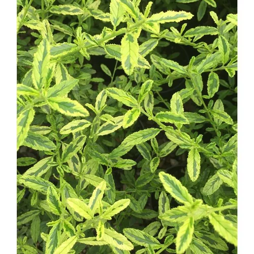 Ceanothe Impressus Lemon and Lime. Le pot de 4 litres