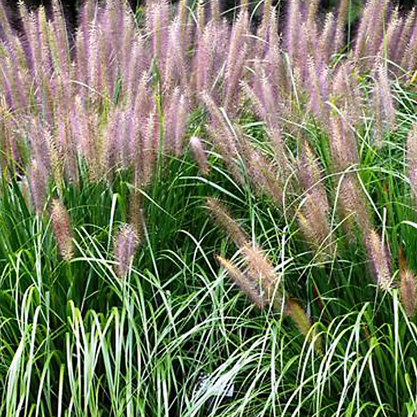 6 x Herbe aux écouvillons 'Red Head' – Pennisetum alopecuroides 'Red Head', godet 9cm x 9cm