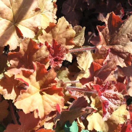 Heuchère 'Marmalade' - Le pot de 12 cm