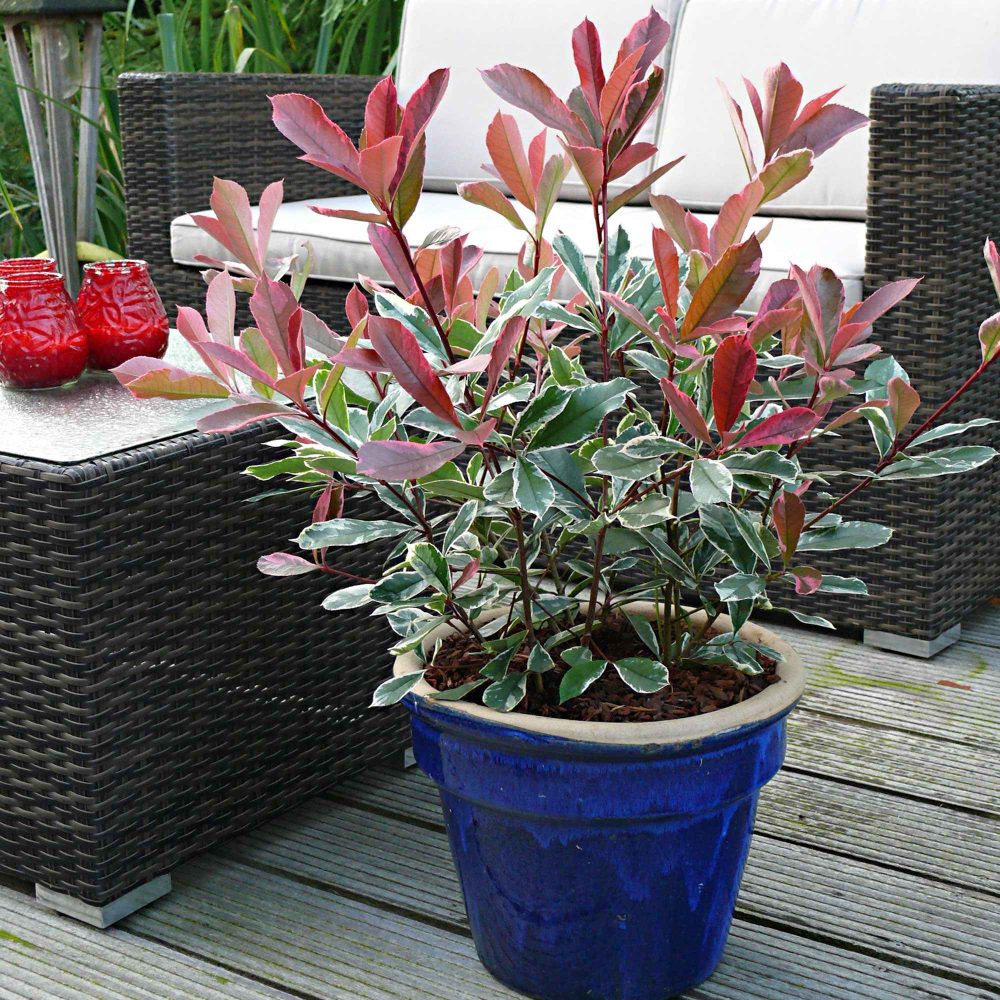 Photinia Pink Marble Photinia fraseri Pink Marble