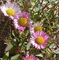Erigeron Karvinskianus - La barquette de 6 plants