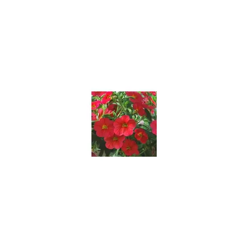 Pétunia à petites fleurs - Le pot de 10.5 cm